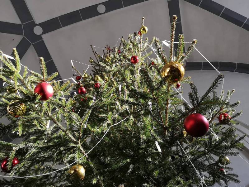 Il grande albero di Natale nella chiesa riformata di Poschiavo