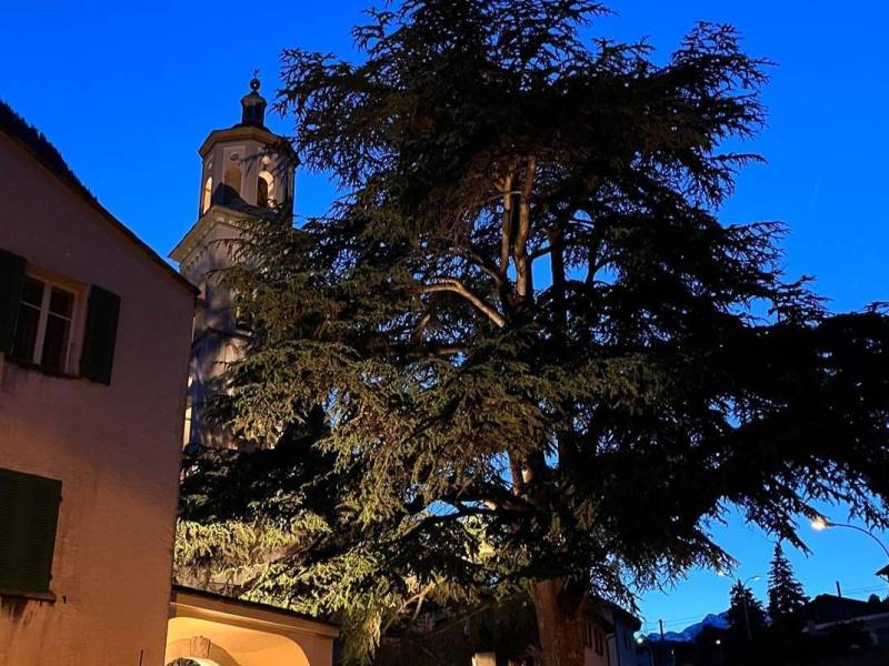 Il cedro dell'Atlante illuminato