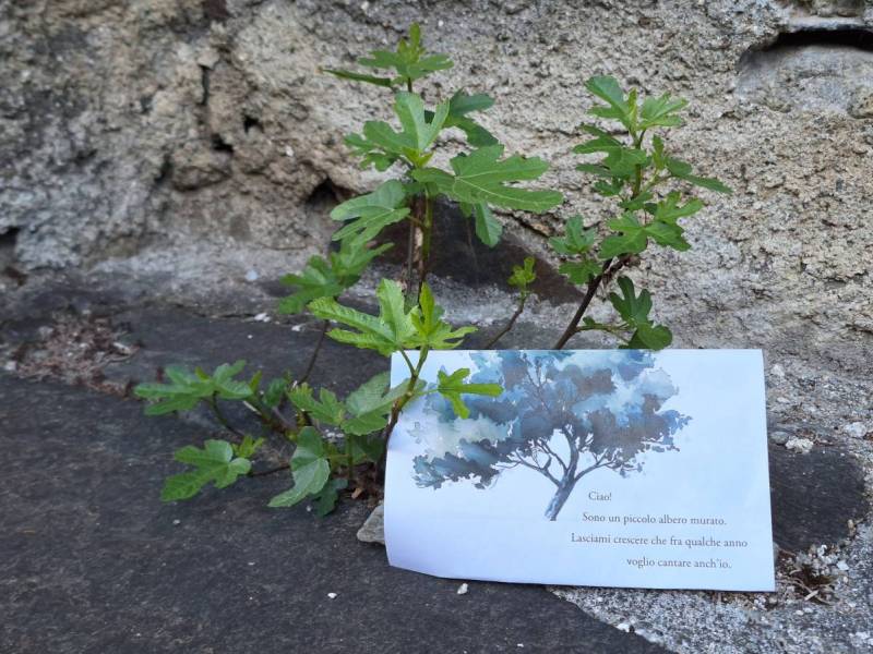 Il Canto degli alberi - un alberello 
