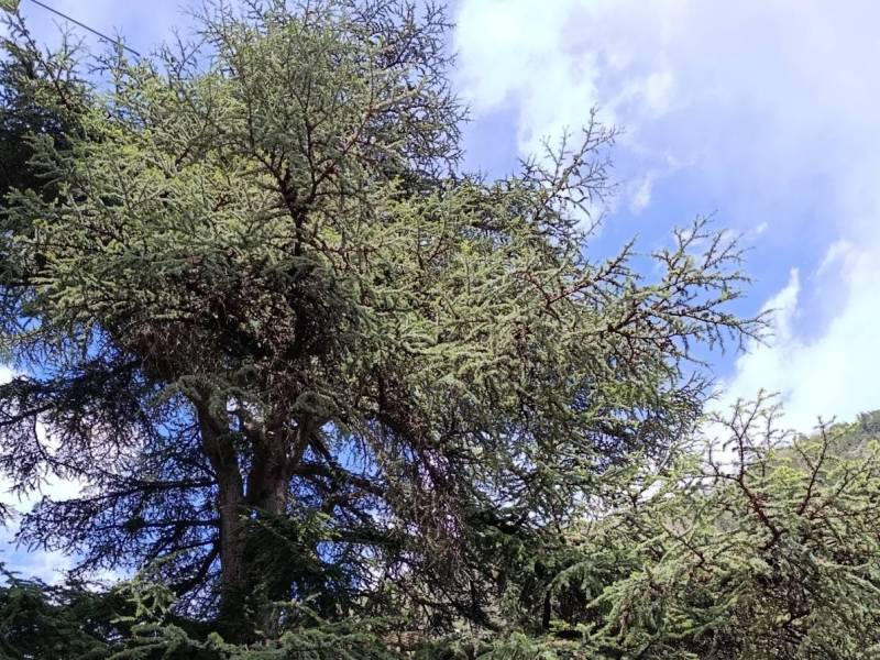 Il Canto degli alberi - Il cedro di Brusio
